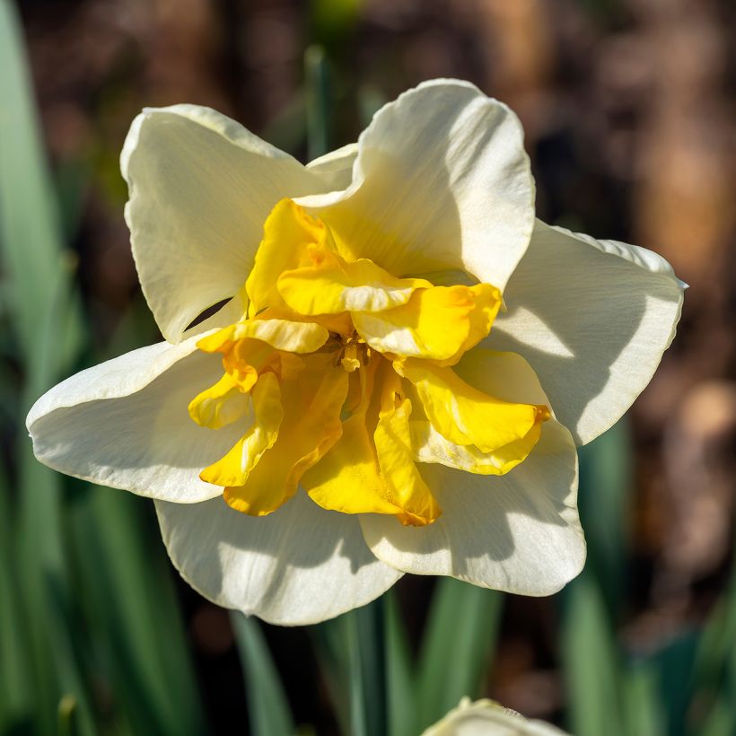 Narcissus Lemon Beauty - Spleetkronige narcis (Bloei)