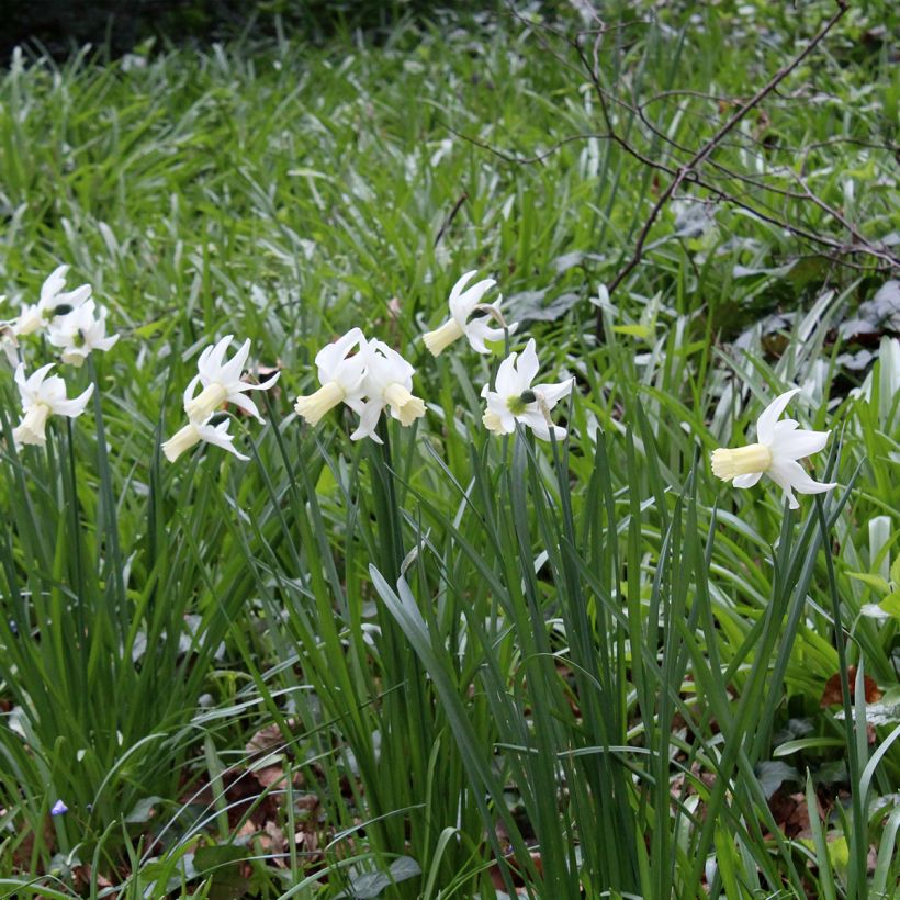 Narcissus Lemon Drops - Triandrus-narcis (Groeiplaats)
