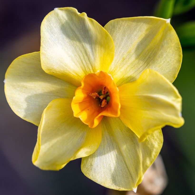 Narcissus Martinette - Jonquilla narcis (Bloei)
