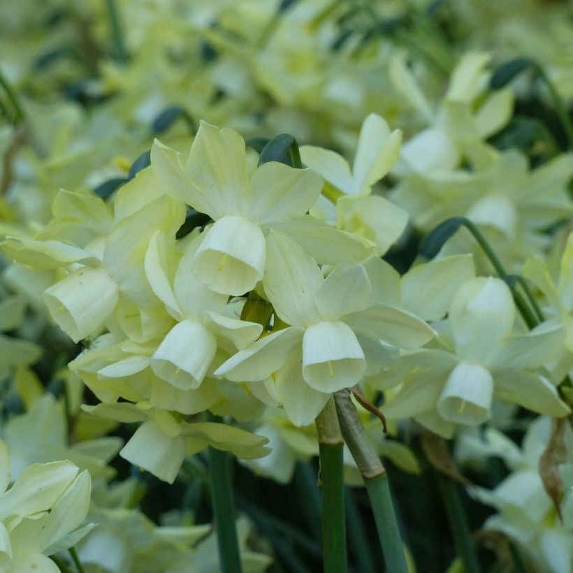 Narcissus Moonlight Sensation - Triandrus-narcis (Bloei)