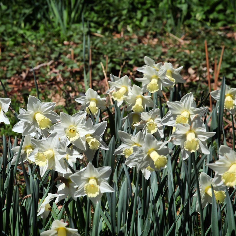 Narcissus Mount Hood - Trompetnarcis (Groeiplaats)