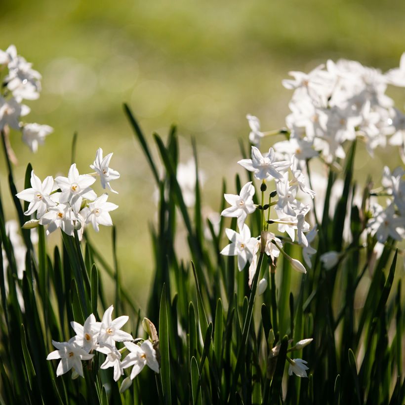 Narcissus papyraceus Paperwhite - Tazetta-narcis (Groeiplaats)