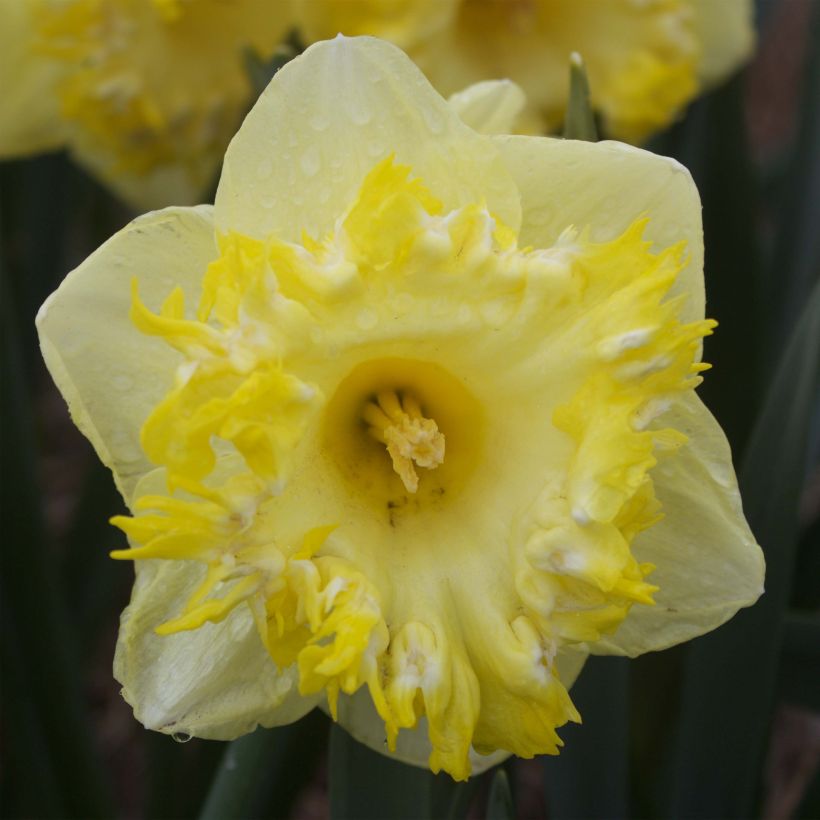 Narcissus Snowtip - Grootkronige narcis (Bloei)