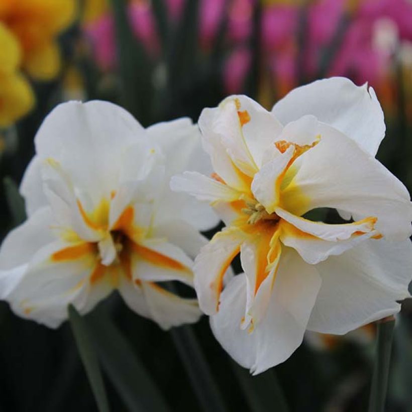 Narcissus Trepolo - Spleetkronige narcis (Bloei)