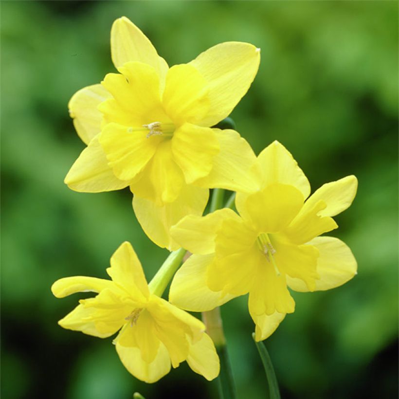 Narcissus tripartite - Spleetkronige narcis (Bloei)