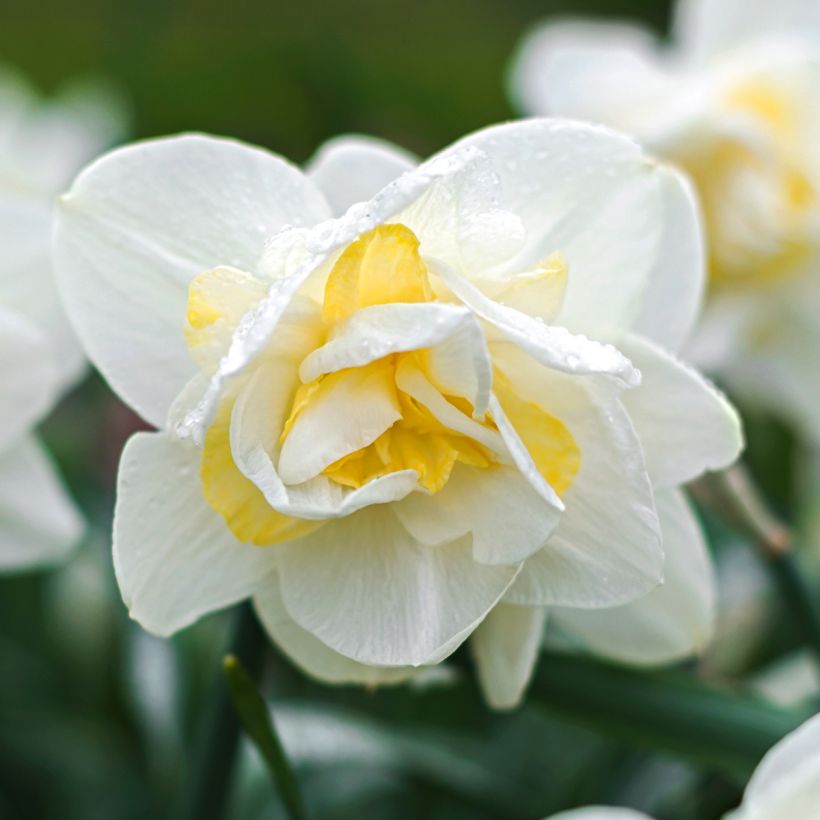 Narcissus White Lion - Narcis dubbel (Bloei)