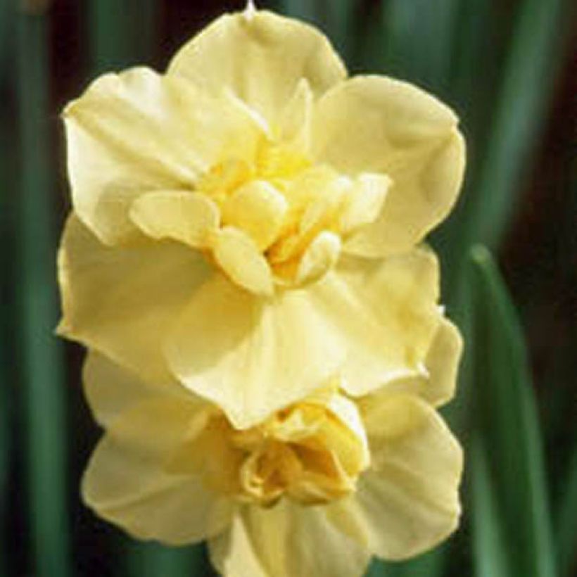 Narcissus Yellow Cheerfulness - Narcis dubbel (Bloei)