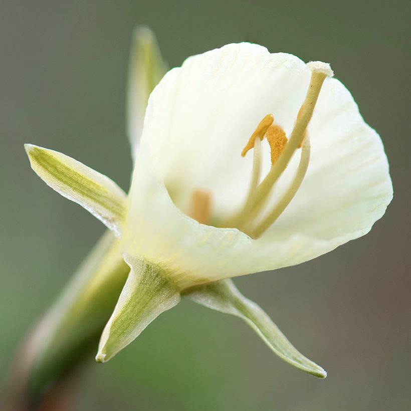 Narcisse bulbocodium 'White Petticoat' (Bloei)