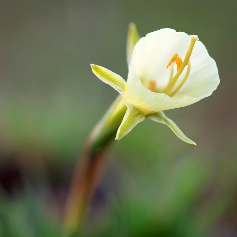 Narcisse bulbocodium White Petticoat (Bloei)