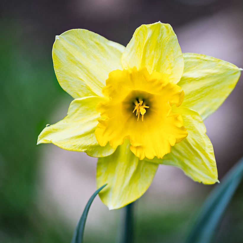 Narcissus pseudonarcissus - Wilde narcis (Bloei)