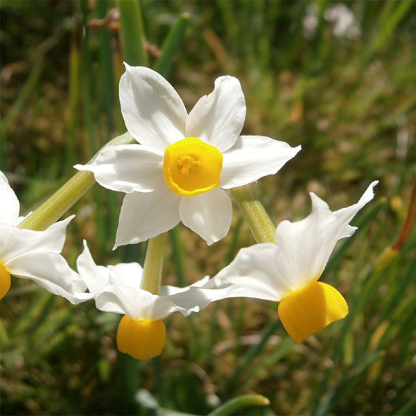 Narcissus tazetta Canaliculatus - Tazetta-narcis (Bloei)