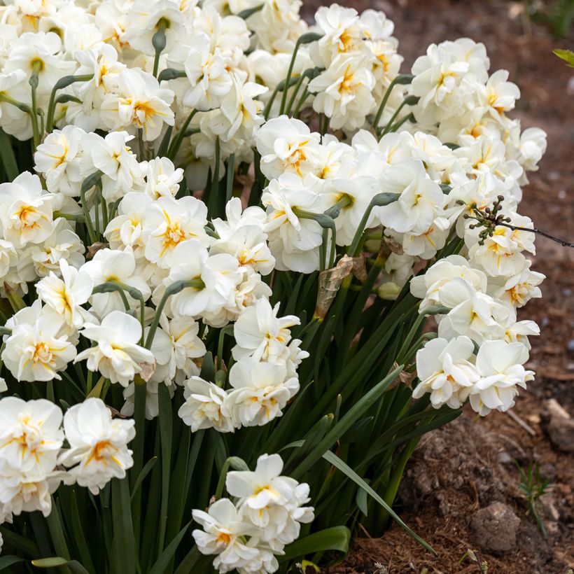Narcissus tazetta Erlicheer - Tazetta-narcis (Groeiplaats)