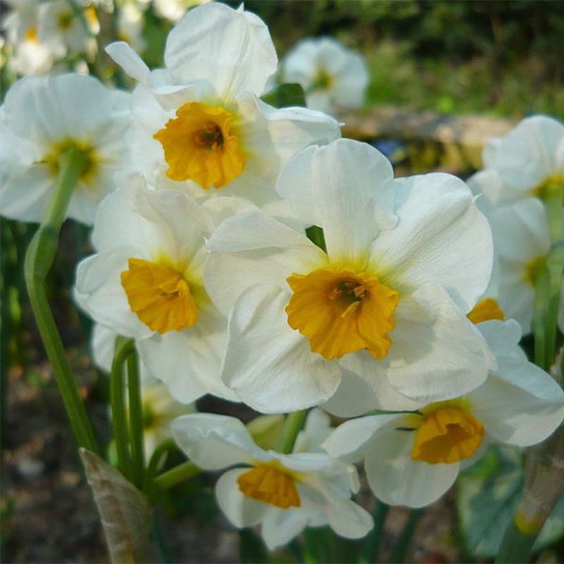 Narcisse tazetta Laurens Koster - Tazetta-narcis (Bloei)
