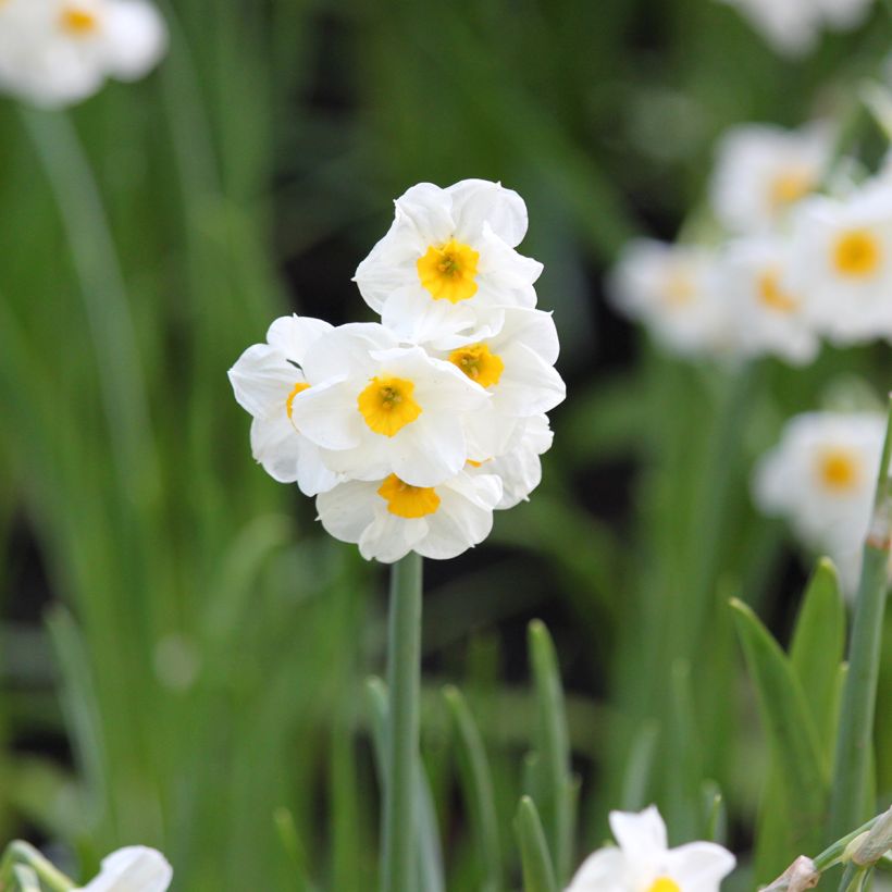 Narcisse tazetta Laurens Koster - Tazetta-narcis (Bloei)