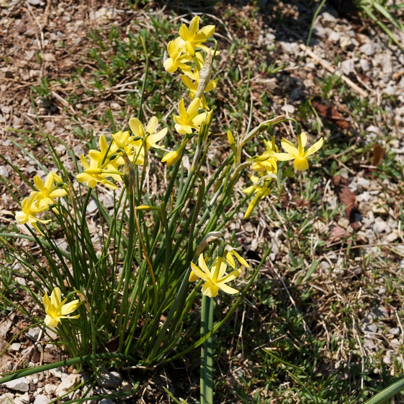 Narcissus Hawera - Dwergnarcis (Groeiplaats)