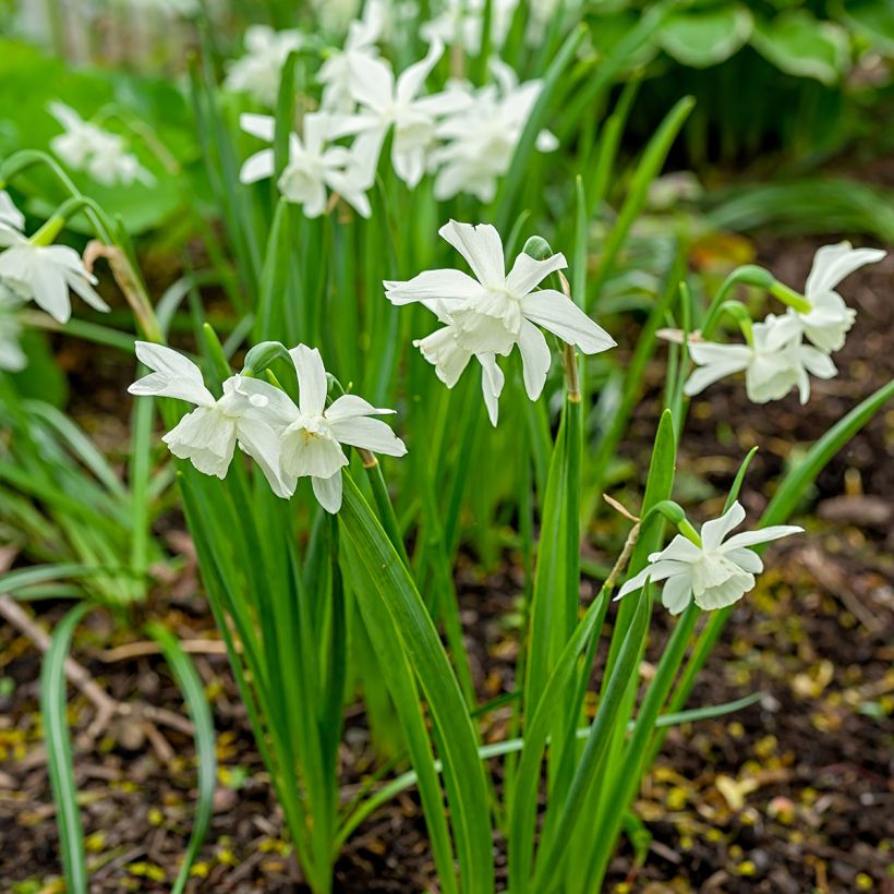 Narcissus Thalia - Triandrus-narcis (Groeiplaats)