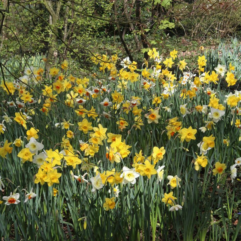 Narcis Selectie Schryve (Groeiplaats)