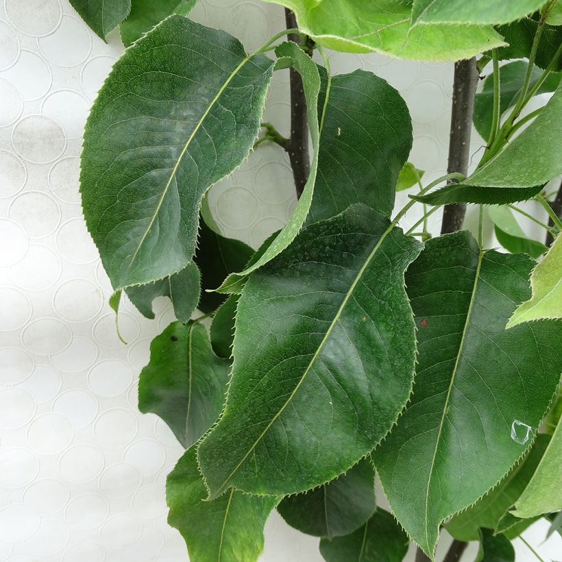 Nashipeer Hosui - Pyrus pyrifolia Georges Delbard (Foliage)