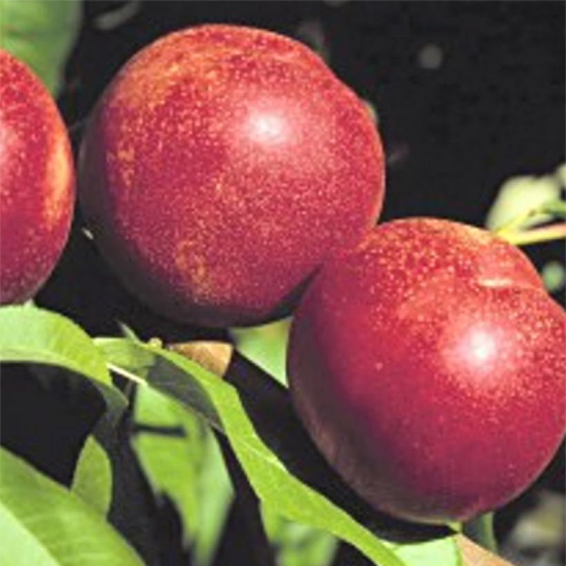 Nectarine Crimson Gold (Oogst)