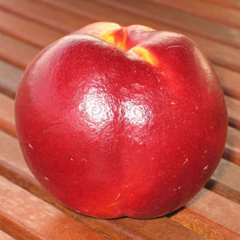 Nectarine Fantasia (Oogst)