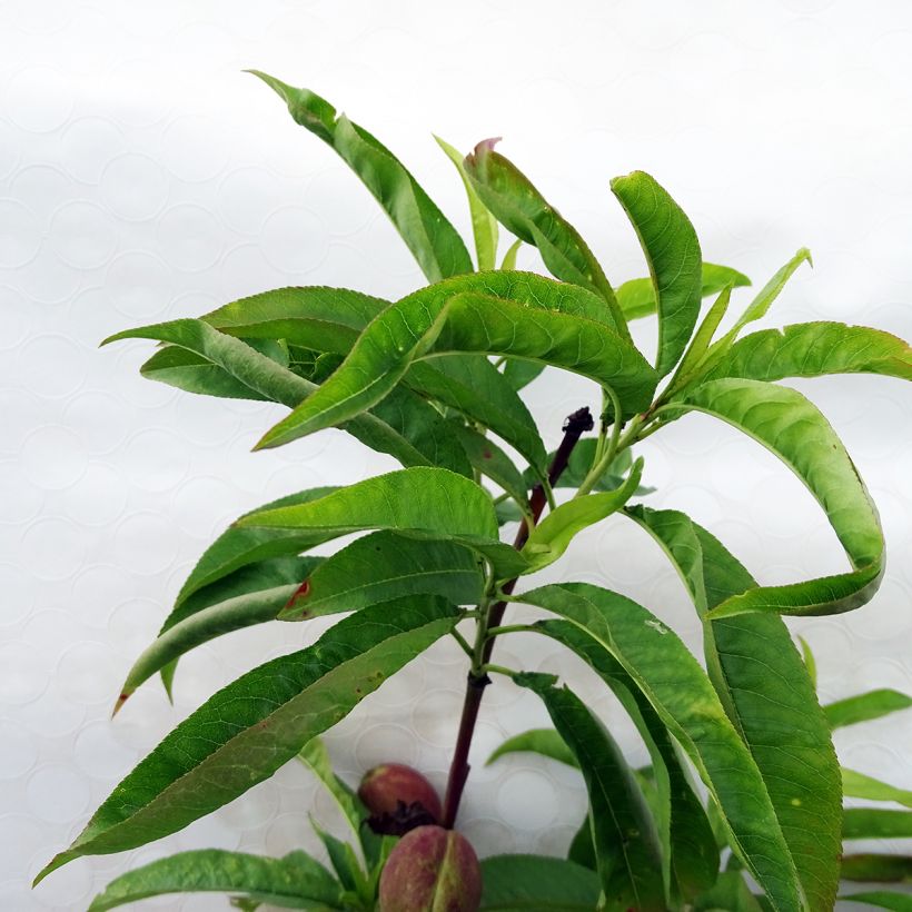 Nectarine Fantasia (Blad)