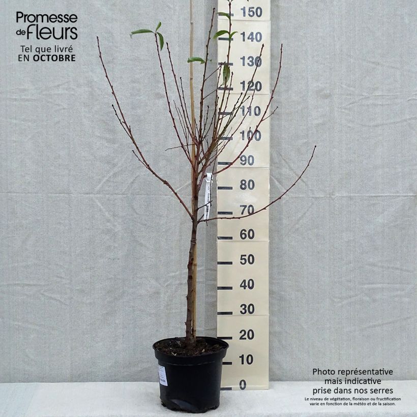 Exemplaar van Nectarine Fantasia Pot van 7,5 l/10 l, Kelkvormig zoals geleverd in de herfst