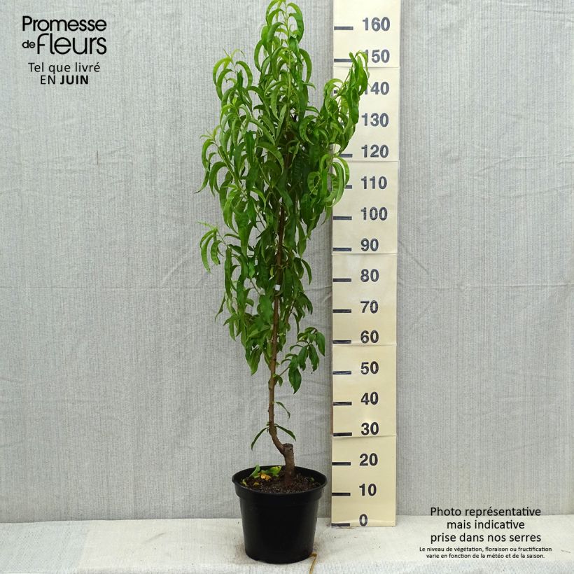 Exemplaar van Nectarine Fantasia Pot van 7,5 l/10 l, Kelkvormig zoals geleverd in de zomer