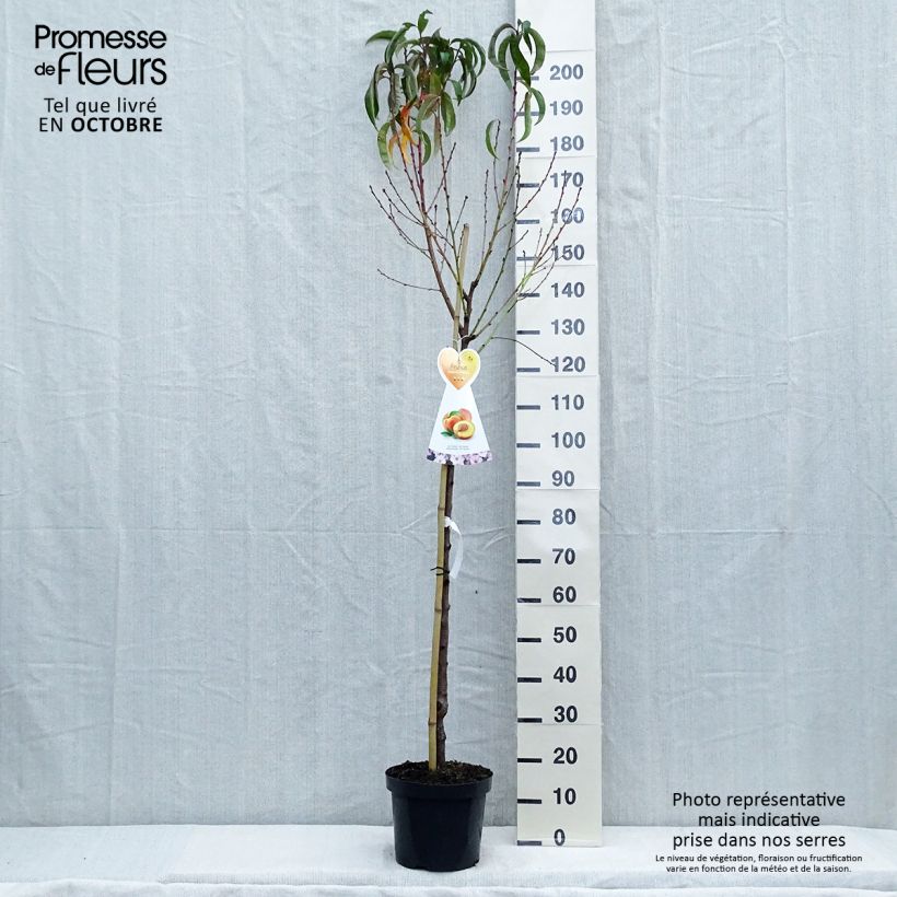 Exemplaar van Nectarinier Flavor Top - Prunus persica nucipersica  Pot de 7,5L/10L, Demi-Tige zoals geleverd in de herfst