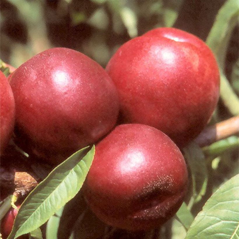 Nectarine Morton (Oogst)