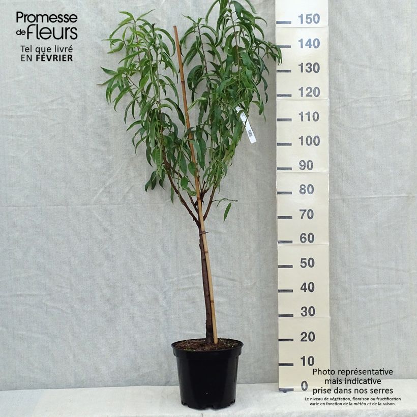 Exemplaar van Nectarine Morton Pot van 7,5 l/10 l, Kelkvormig zoals geleverd in de herfst