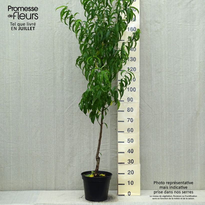 Exemplaar van Nectarine Morton Pot van 7,5 l/10 l, Kelkvormig zoals geleverd in de zomer