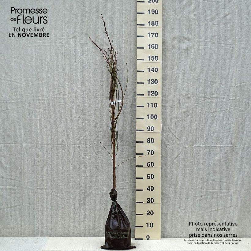 Exemplaar van Nectarinier Nectared - Prunus persica nucipersica Motte "Prêt-à-planter", Scion zoals geleverd in de herfst