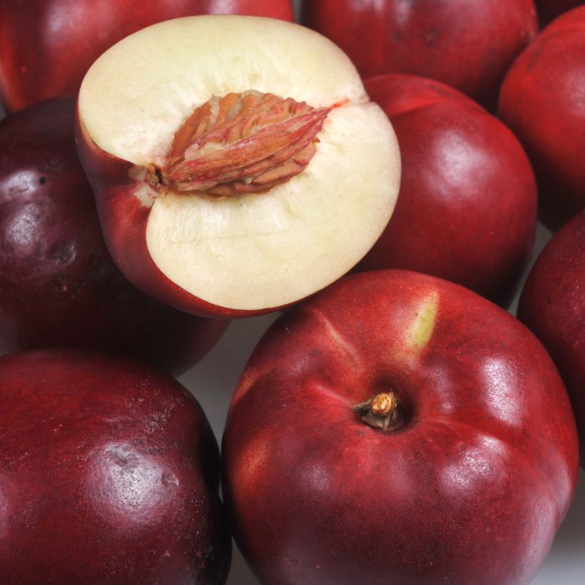 Nectarine Olympio Georges Delbard (Oogst)
