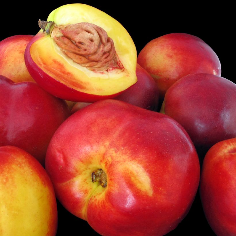 Nectarine Flavor Top (Oogst)