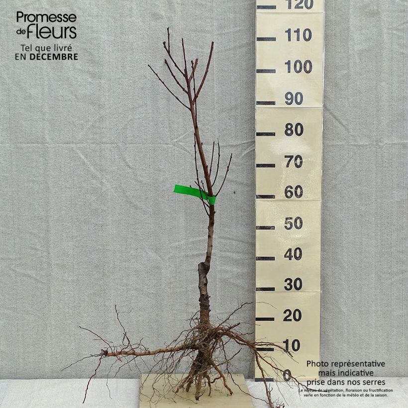 Exemplaar van Nectarine Nectarose Naakte wortel, Onderstam zoals geleverd in de winter