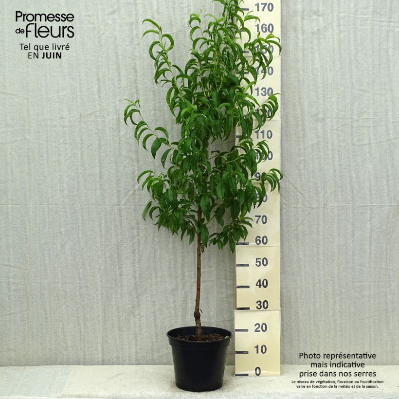 Exemplaar van Nectarine Nectarose Pot van 7,5 l/10 l, Kelkvormig zoals geleverd in de zomer