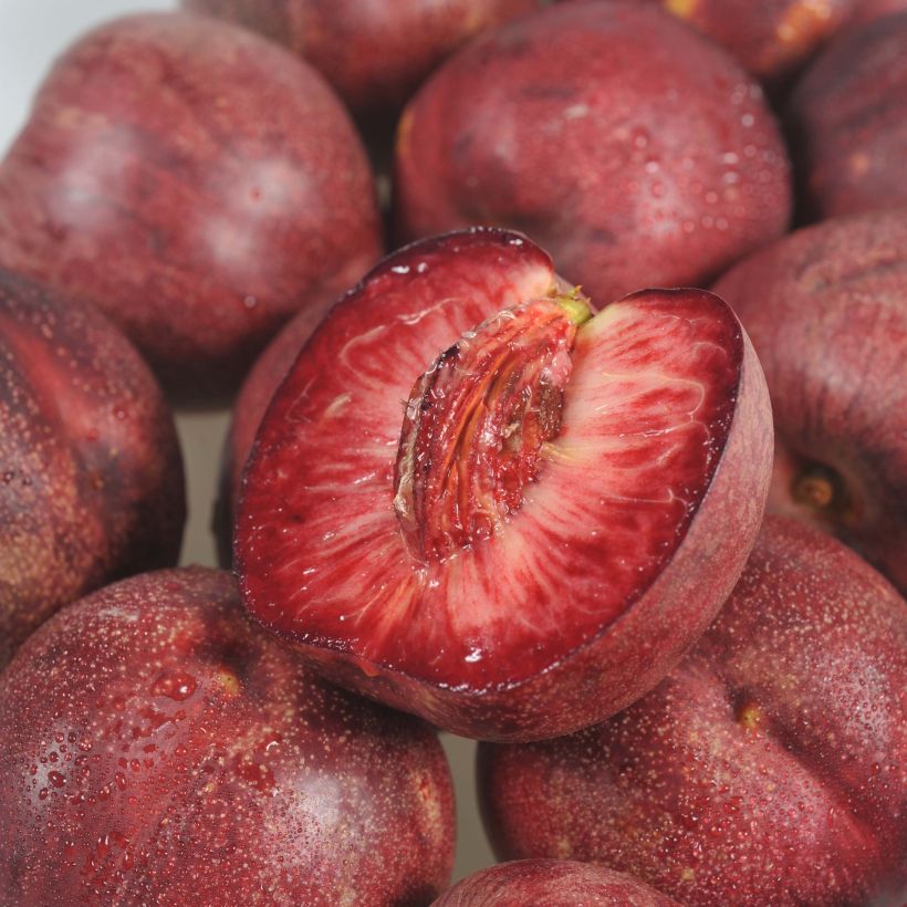 Nectarine Bloedrode van Auvergne Georges Delbard (Oogst)