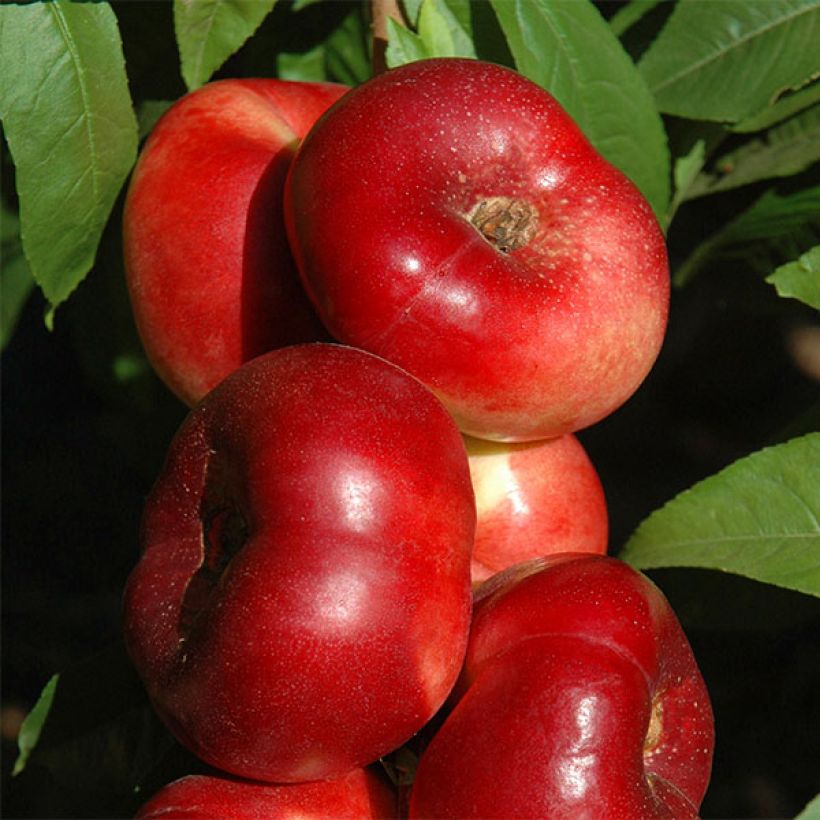 Nectarine Sauzee King (Oogst)