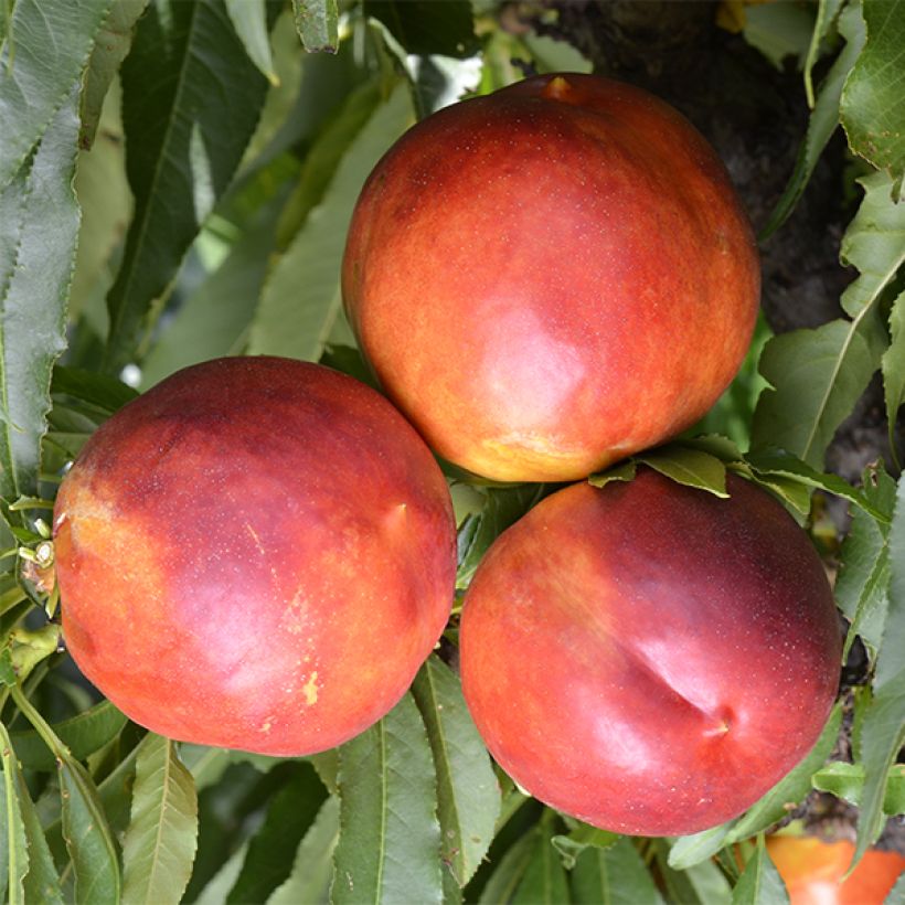 Dwerg nectarine Garden Beauty (Oogst)