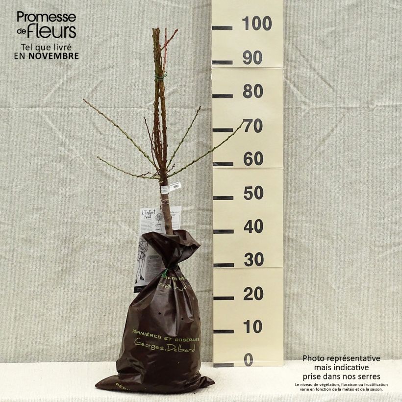 Exemplaar van Nectarinier nain Nectarella - Georges Delbard Plantklare kluit, Kwartstam zoals geleverd in de herfst