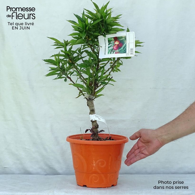 Exemplaar van Dwergnectarine Necta Zee Pot van 7,5 l/10 l, Kwartstam zoals geleverd in de zomer
