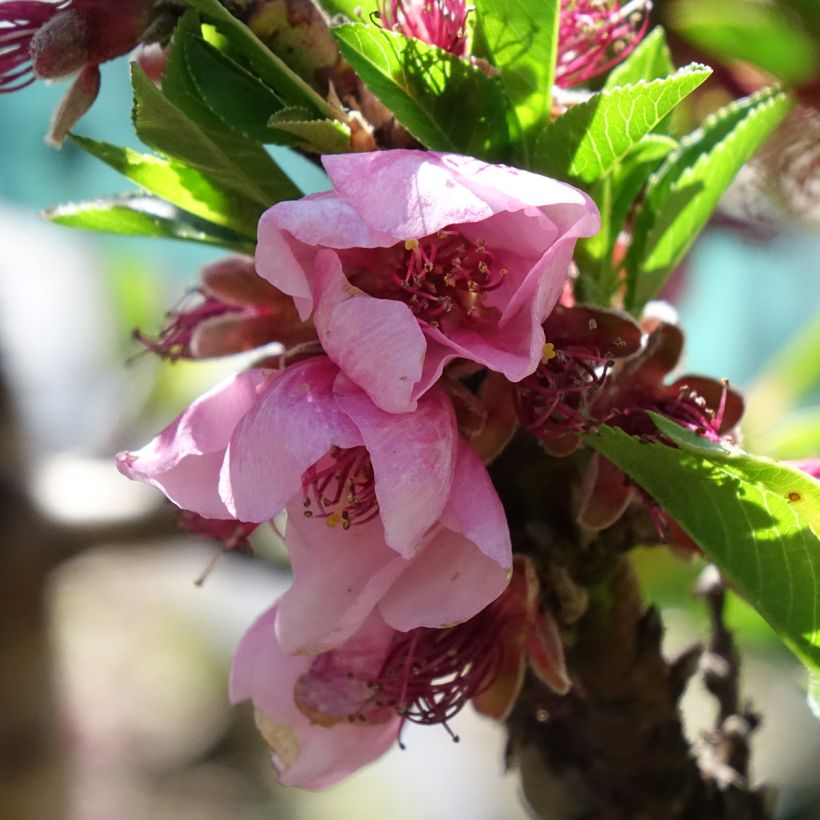 Dwergnectarine Snow Baby (Bloei)