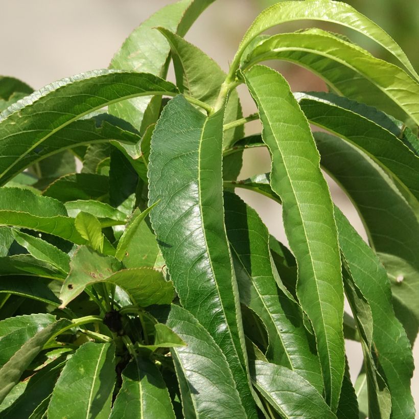 Dwergnectarine Snow Baby (Blad)