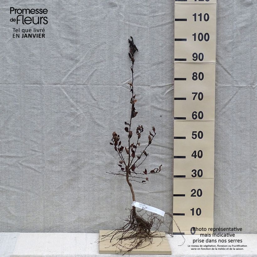 Exemplaar van Mespilus germanica - Mispel Naakte wortel zoals geleverd in de winter