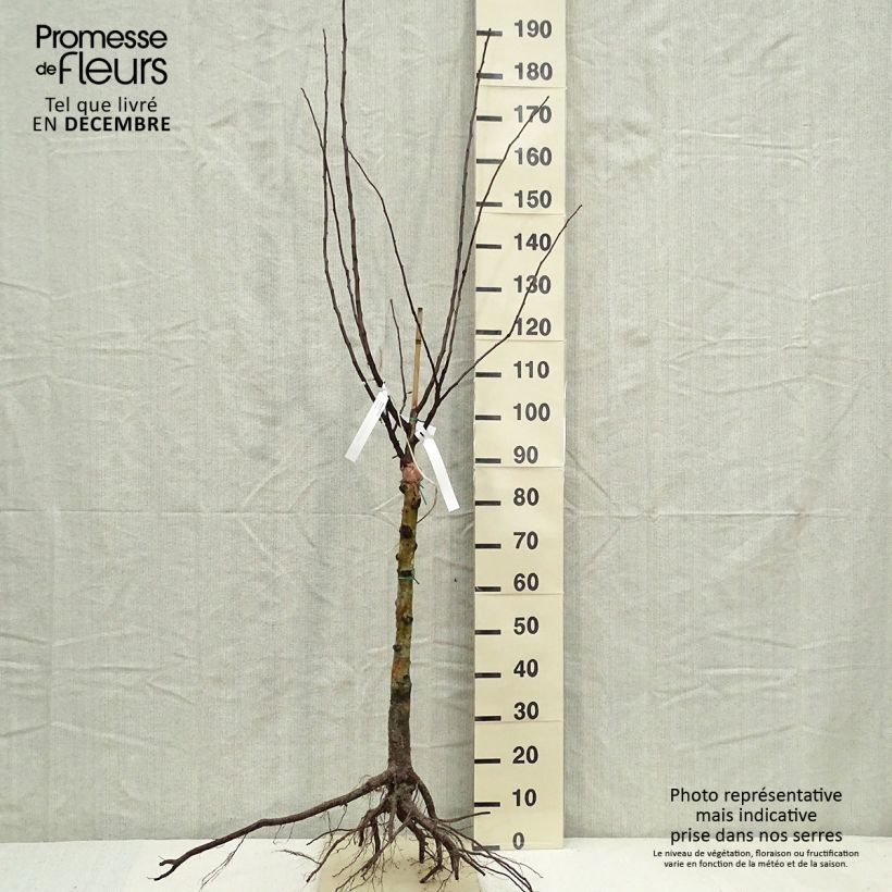 Exemplaar van Mespilus germanica - Mispel Naakte wortel, Kelkvormig zoals geleverd in de winter