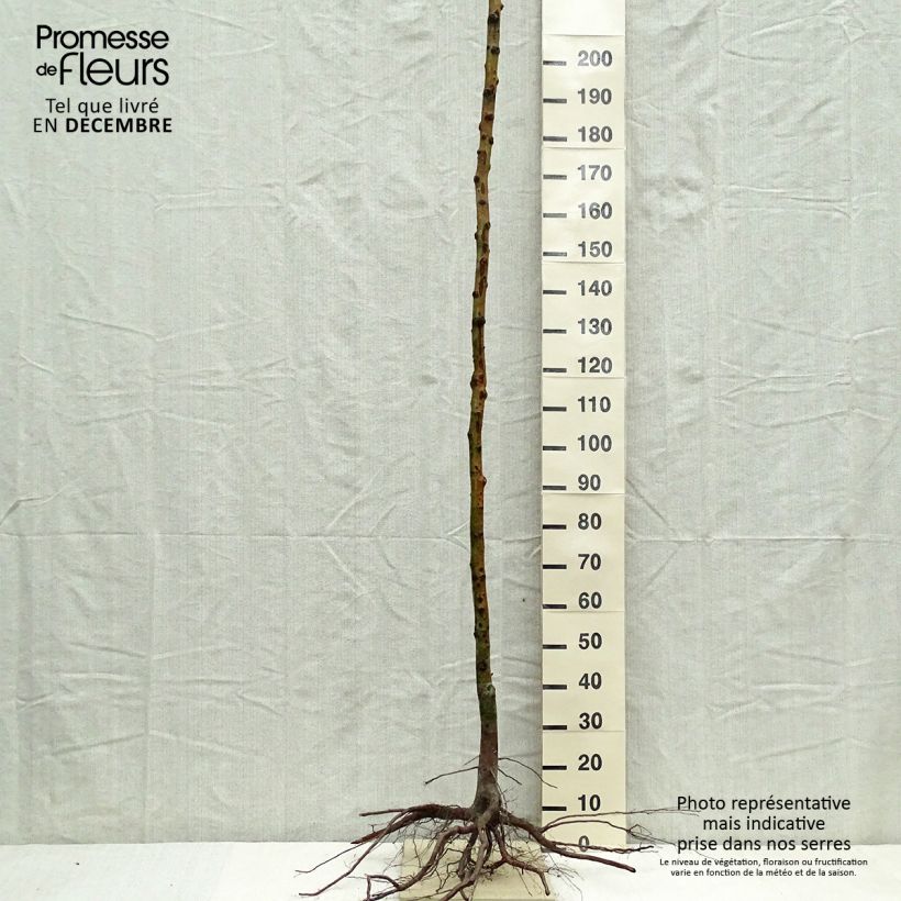 Exemplaar van Mespilus germanica - Mispel Naakte wortel, Hoogstam zoals geleverd in de winter