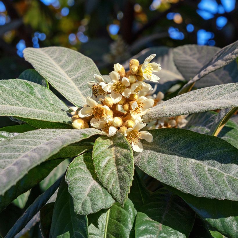 Japanse mispel Argelino - Eriobotrya japonica (Bloei)