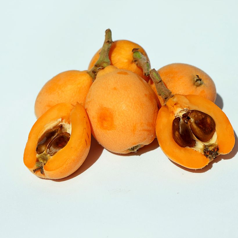 Japanse mispel Argelino - Eriobotrya japonica (Oogst)