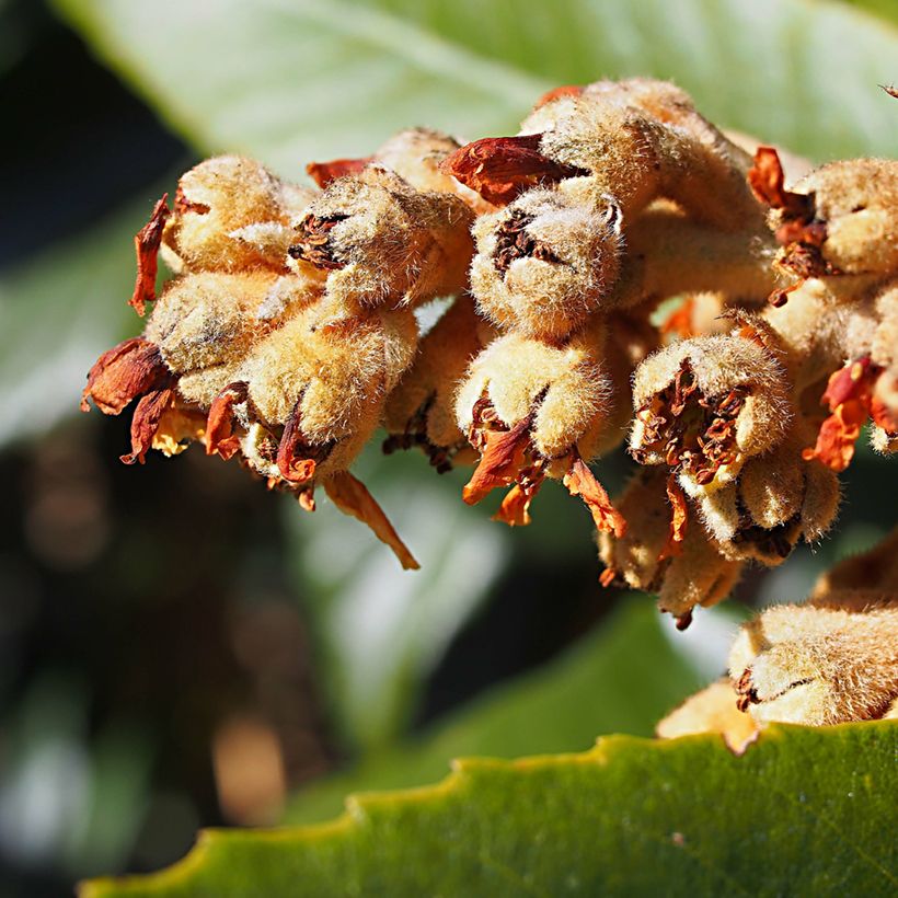 Japanse mispel Tanaka - Eriobotrya japonica (Bloei)