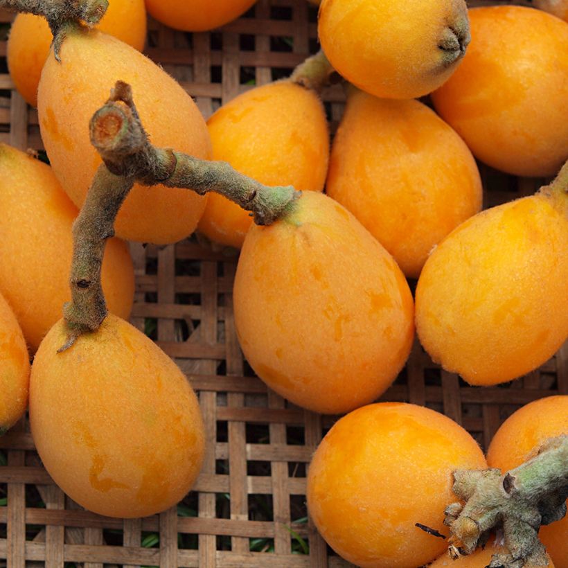 Japanse mispel Tanaka - Eriobotrya japonica (Oogst)